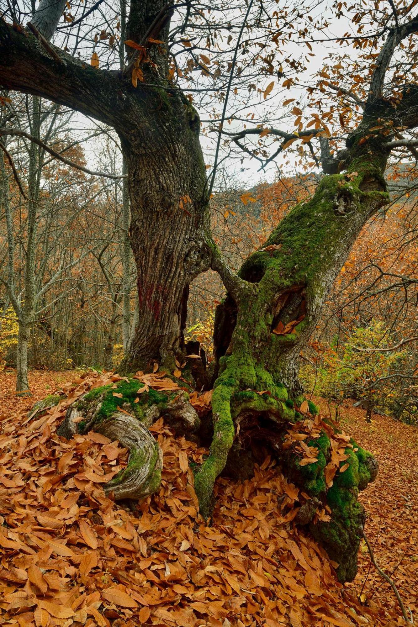 Lares - Cabanas Rurales Las Médulas Dış mekan fotoğraf