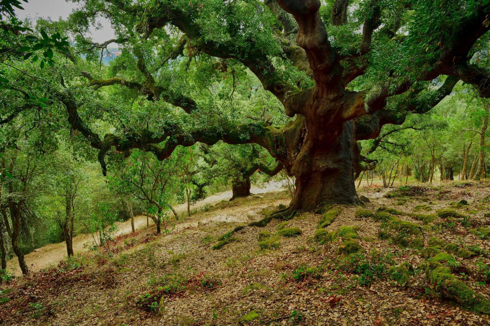 Lares - Cabanas Rurales Las Médulas Dış mekan fotoğraf